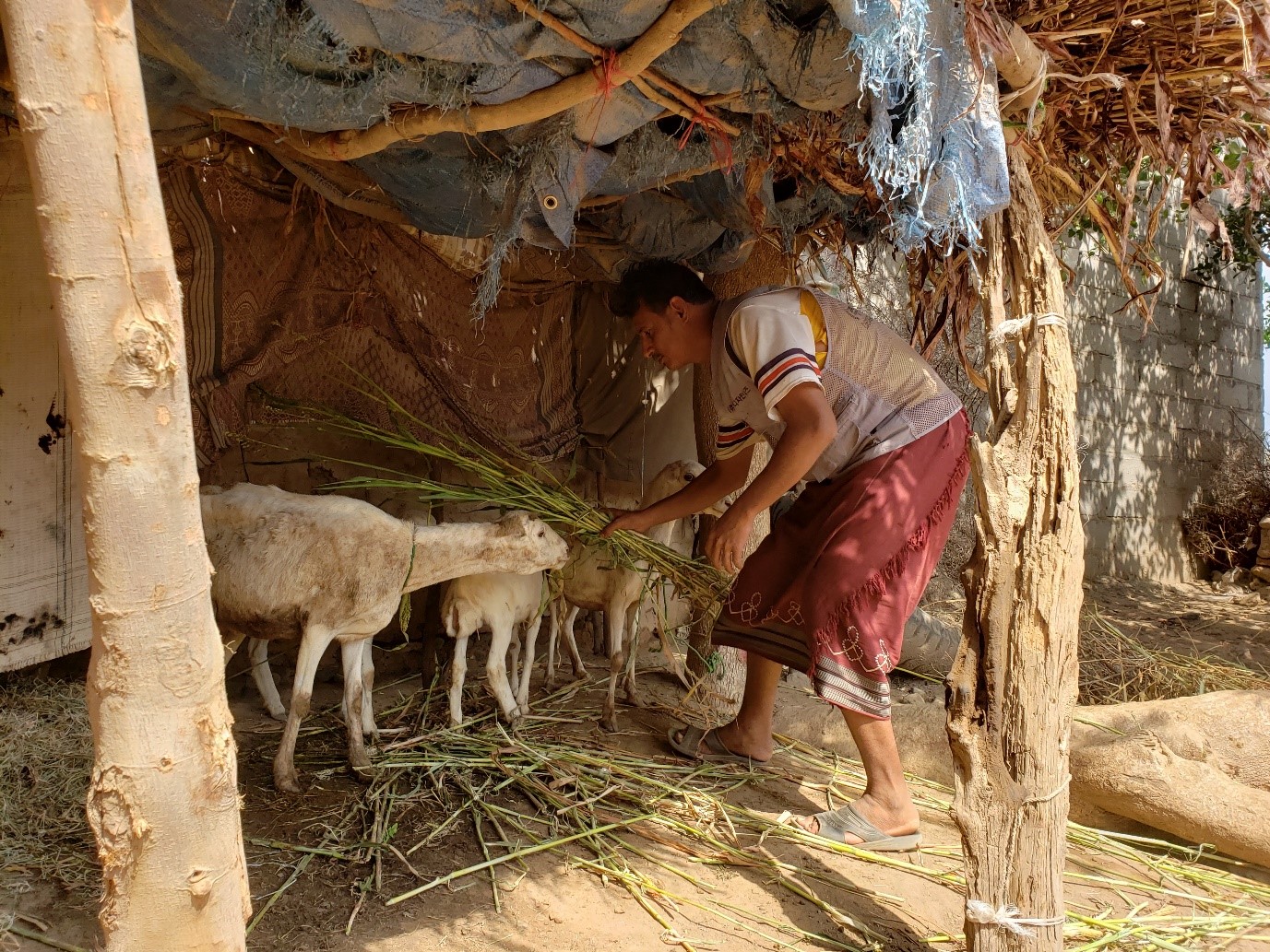 A man feeding a group of sheep