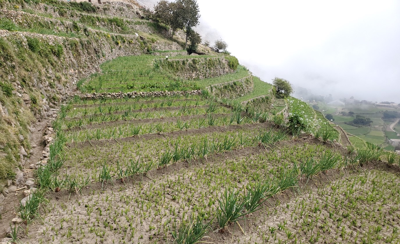 A field of plants on a hillside