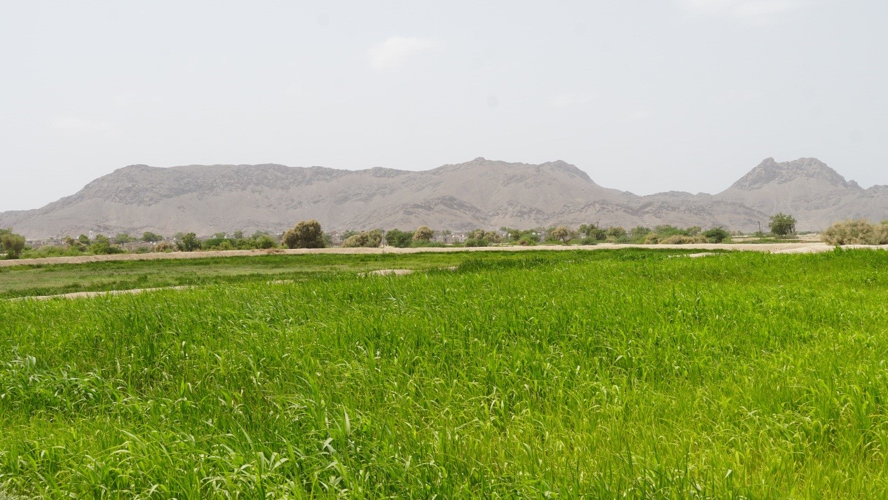 A field of grass with mountains in the background