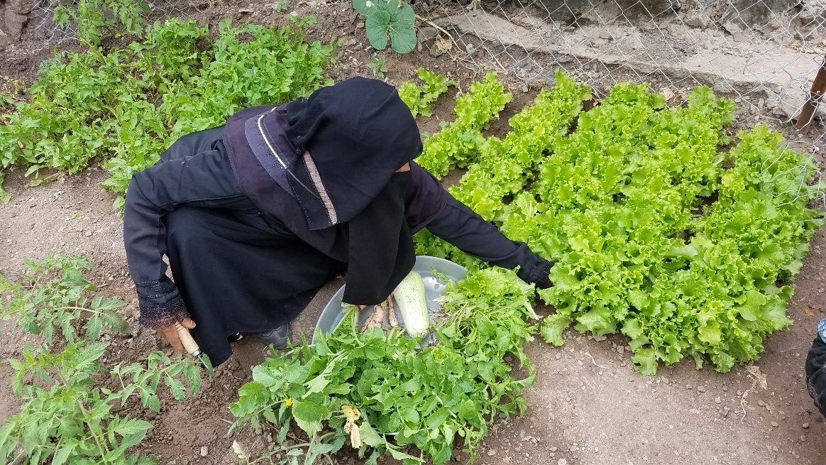 A woman in a black dress and head scarf picking vegetables