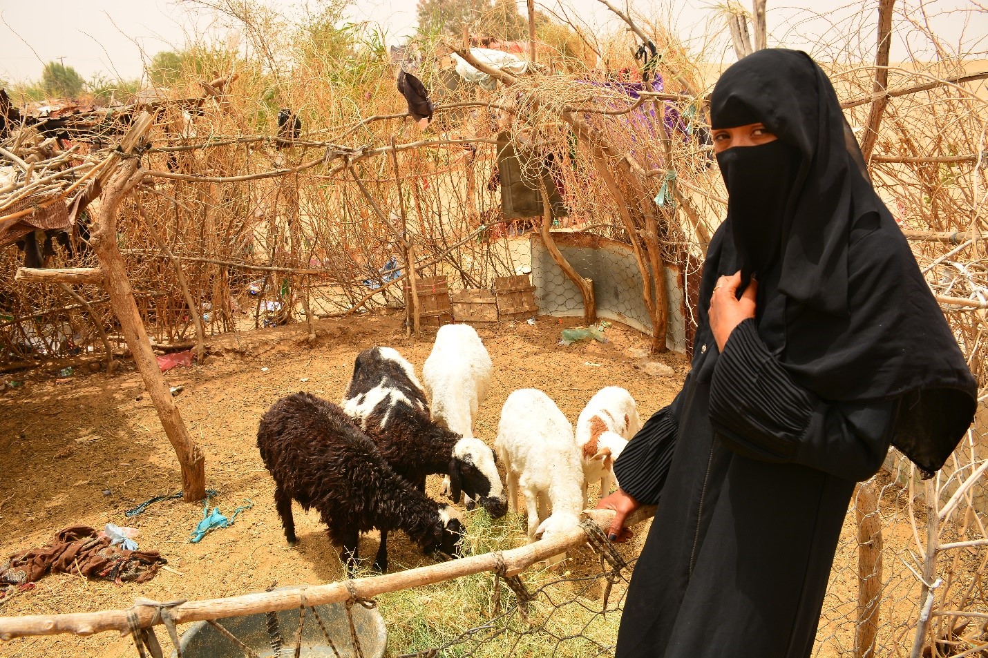 A woman in a black burka standing next to goats in a rural setting.