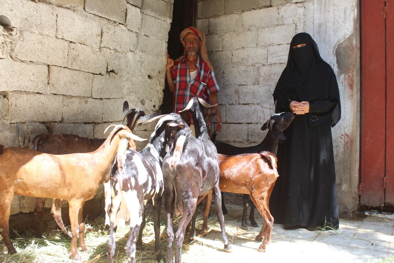 A man and woman standing next to goats