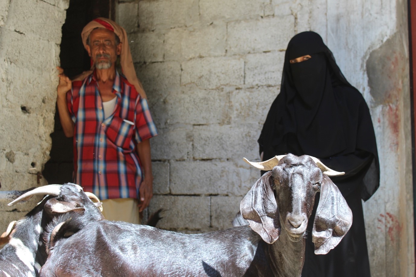 A man and woman standing next to a goat