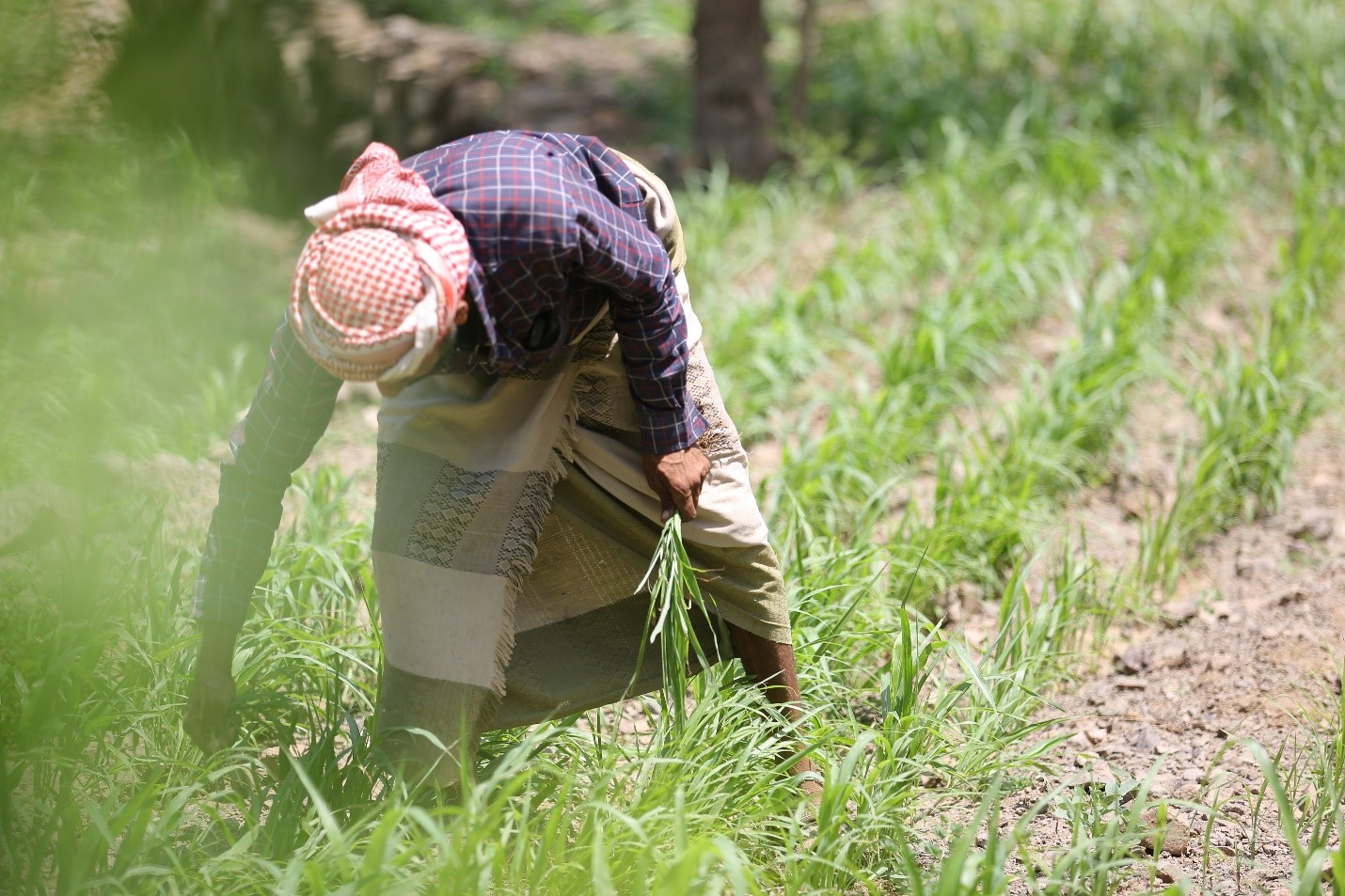 A man working in a field