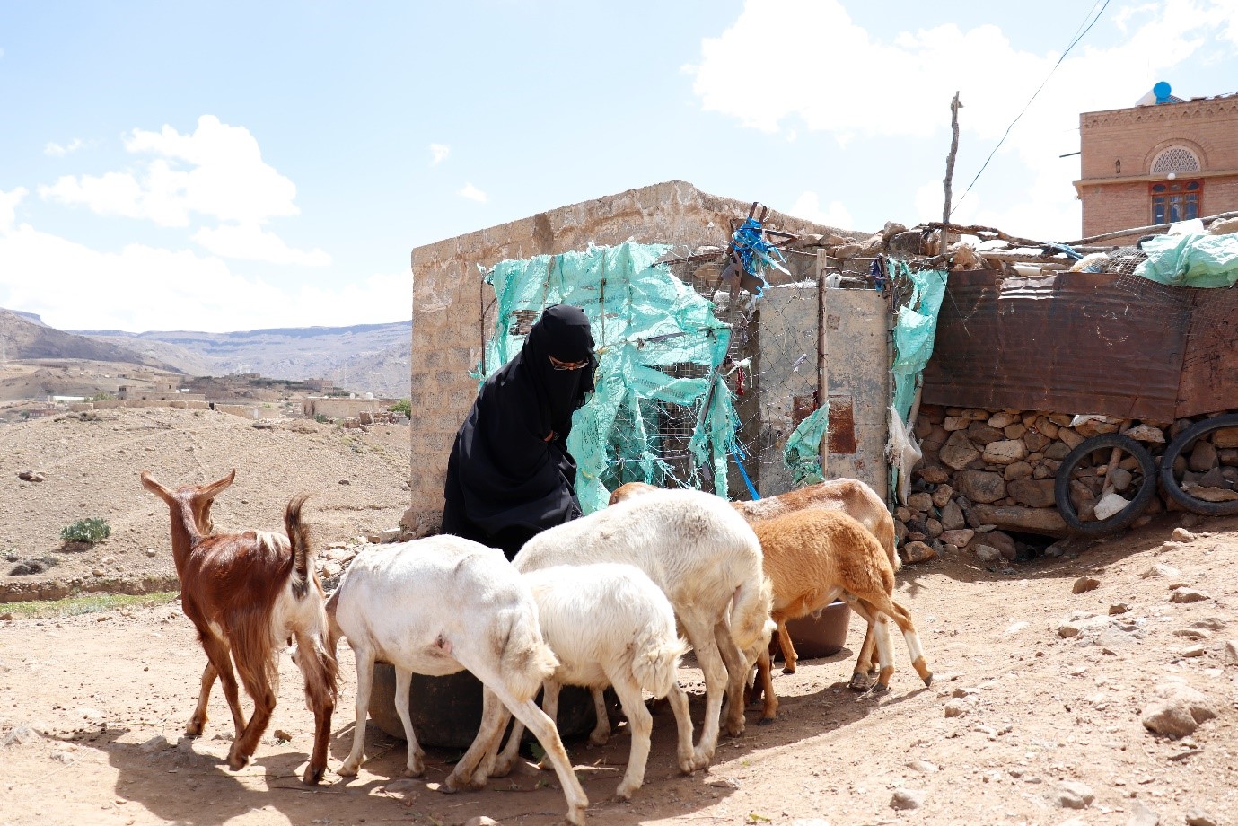 A woman standing in a field surrounded by goats