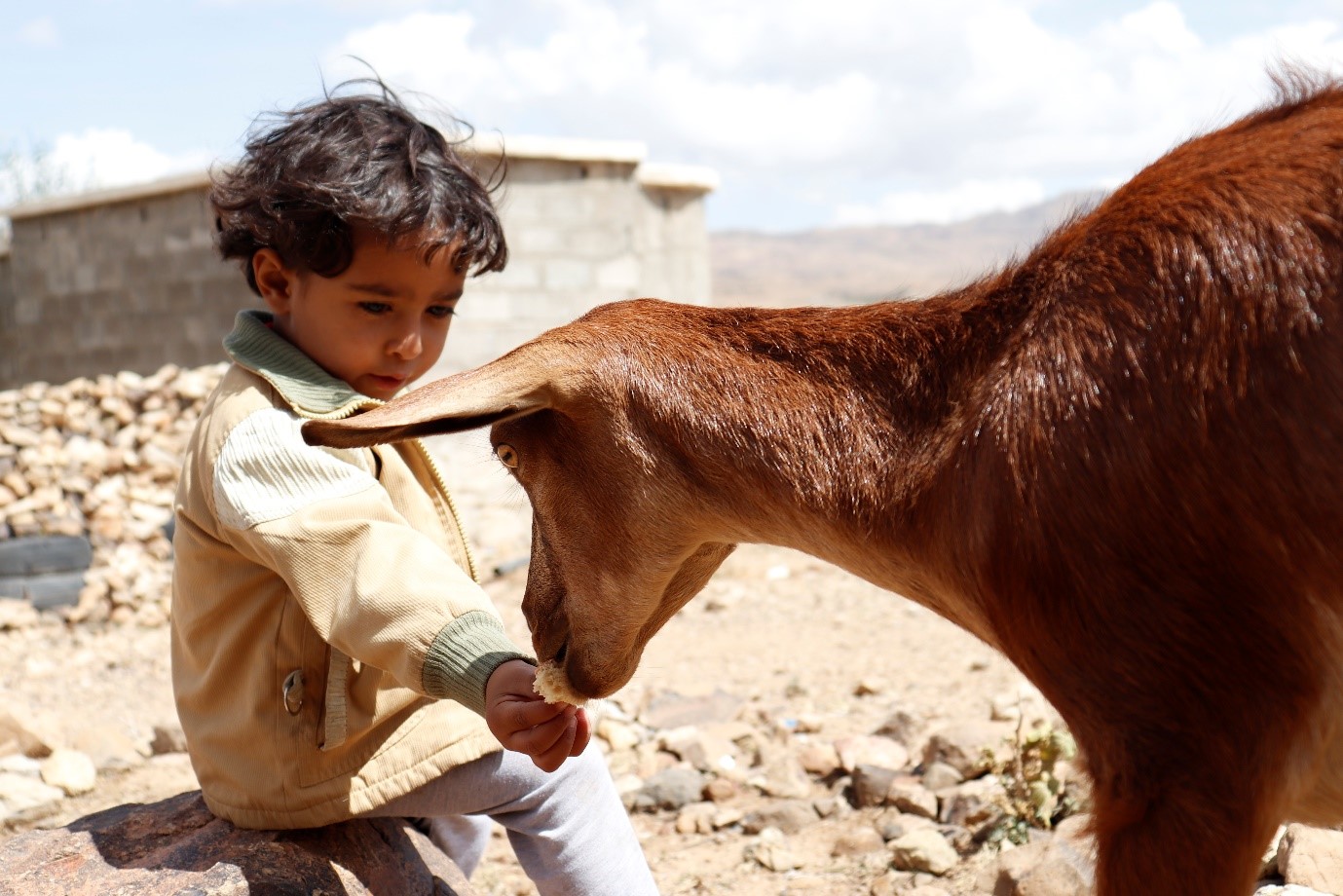 A small boy feeding a goat