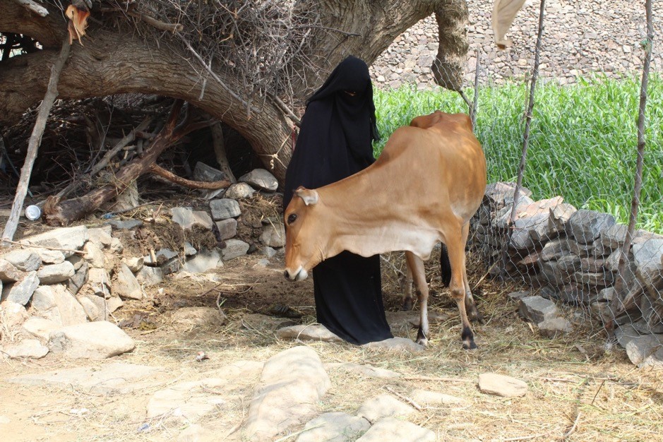 A woman wearing a black burqa and standing next to a cow