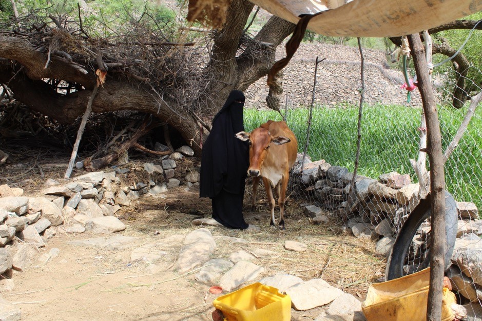 A woman wearing a black robe and standing next to a cow