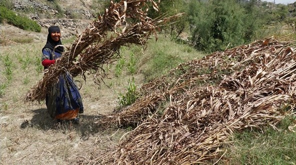 A woman carrying a bunch of dried plants